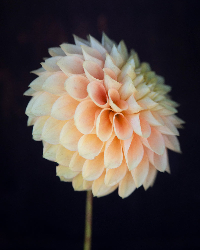 Clearview Crackerjack