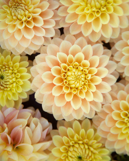 Clearview Crackerjack