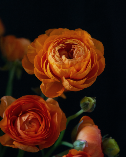 Bright orange ranunculus flowers up close on black background