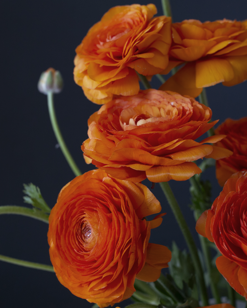 Orange Italian ranunculus Clementine flowers