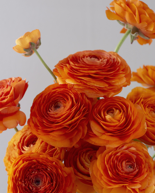 A close-up image of bright mandarin orange ranunculus flowers with visible petals and stems.