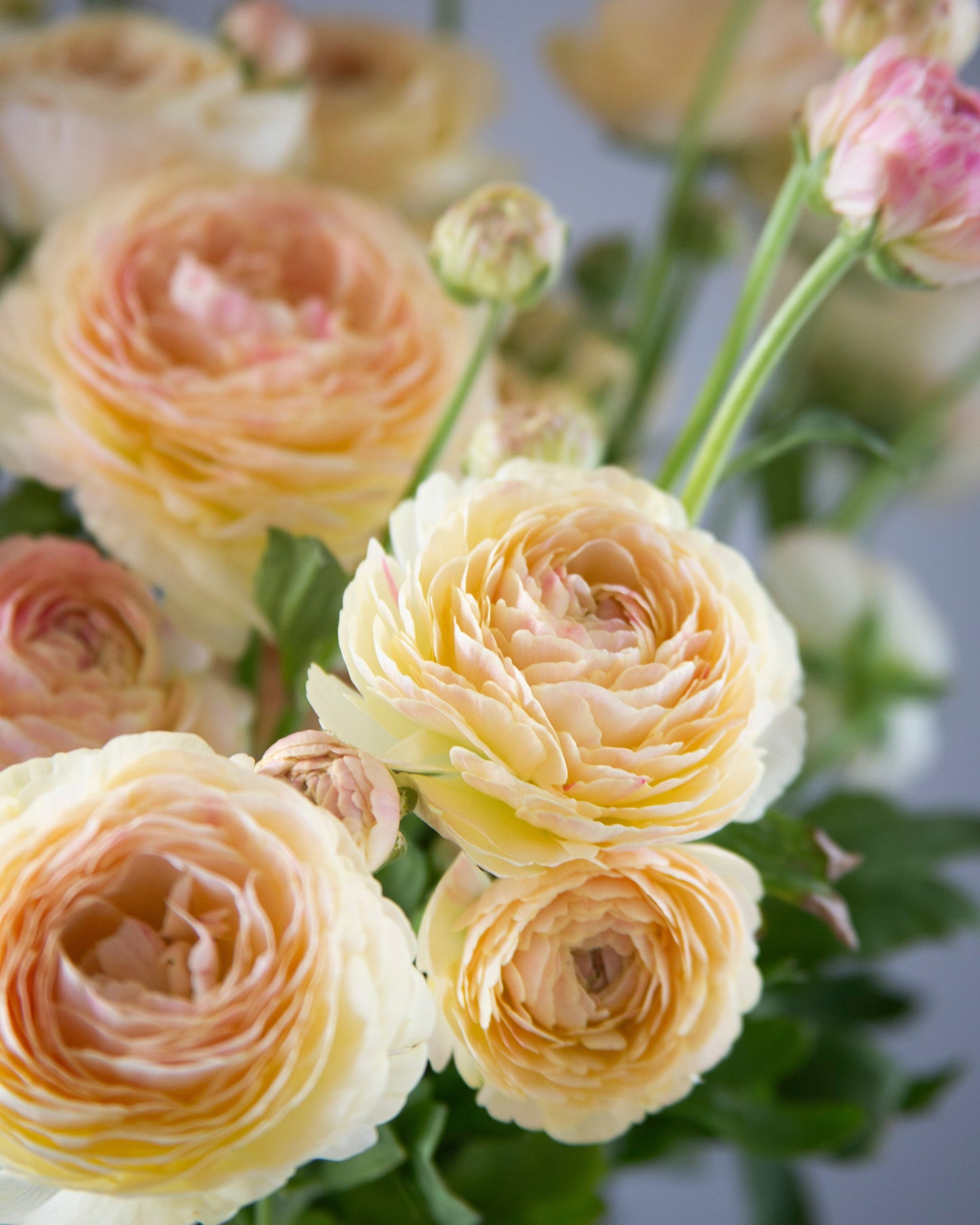 Ranunculus Hydra