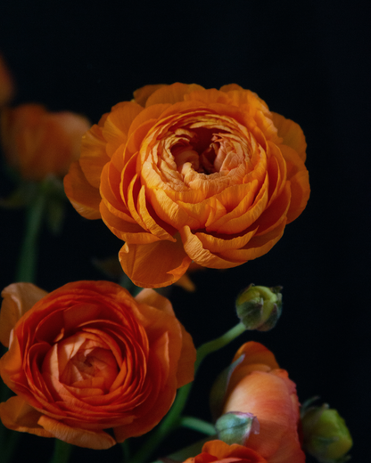 Ranunculus Clementine