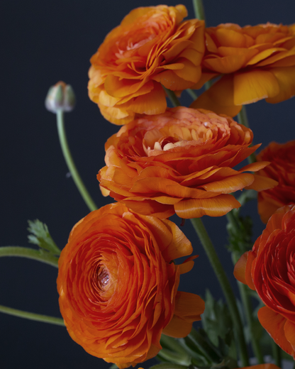 Ranunculus Clementine