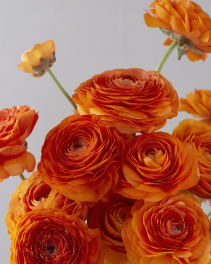 Ranunculus Clementine