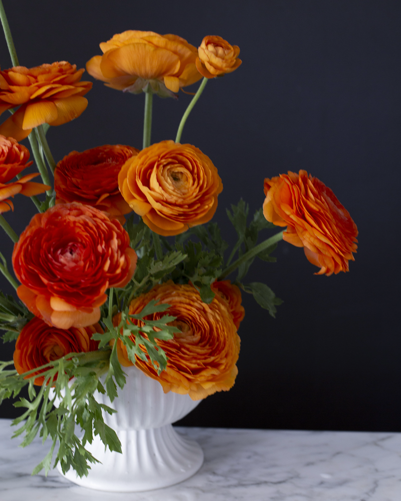 Ranunculus Clementine