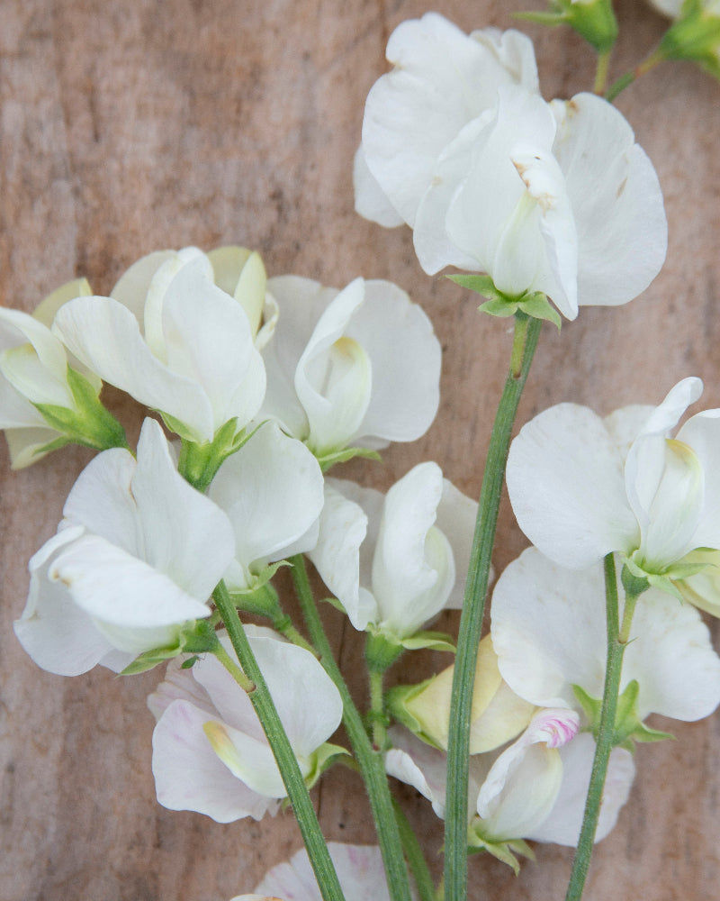 Sweet Pea Clotted Cream