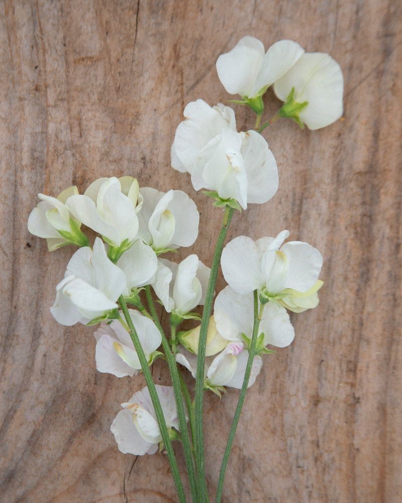 Sweet Pea Clotted Cream