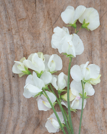 Sweet Pea Clotted Cream