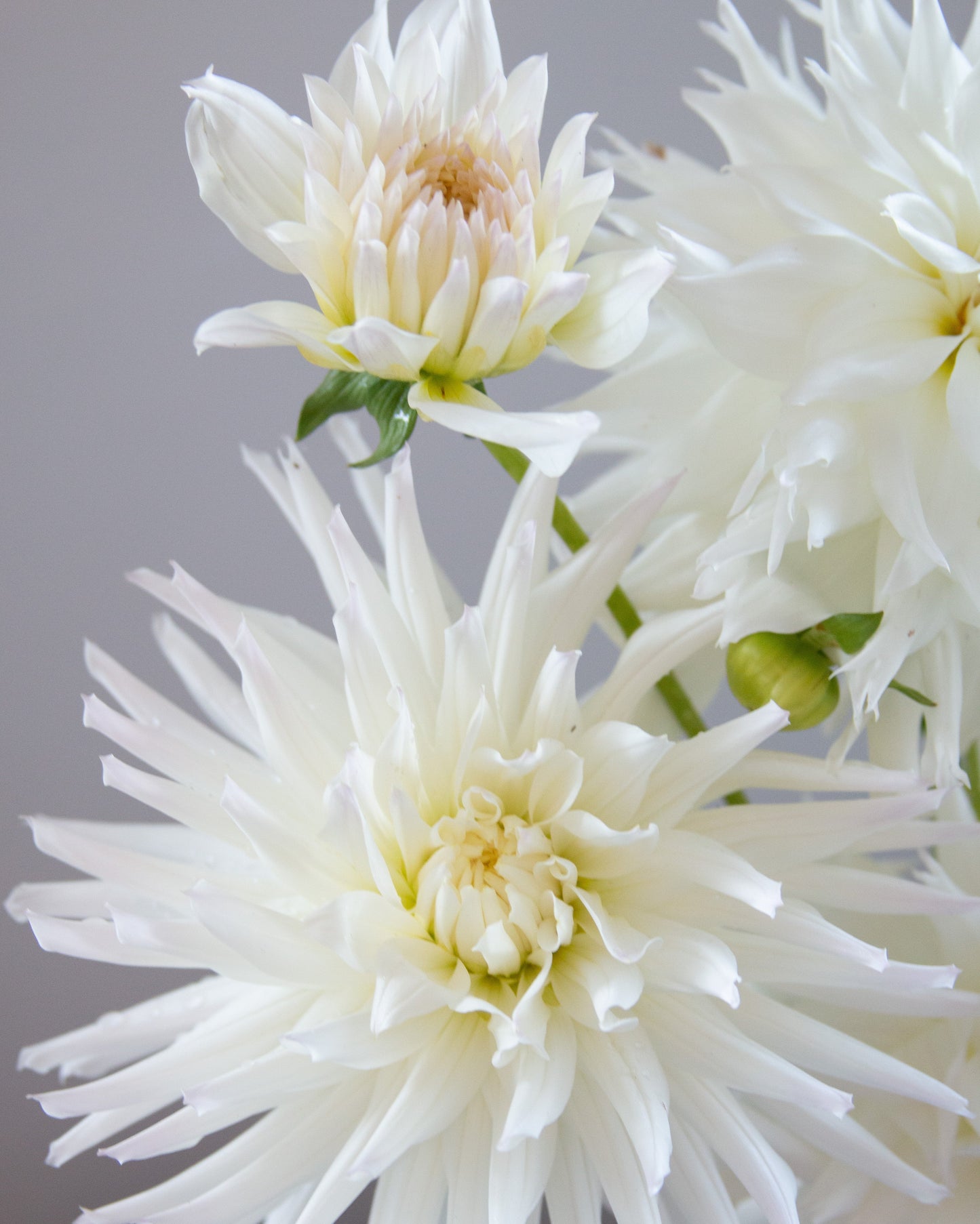 Close-up of white flowers with a blurred gray background