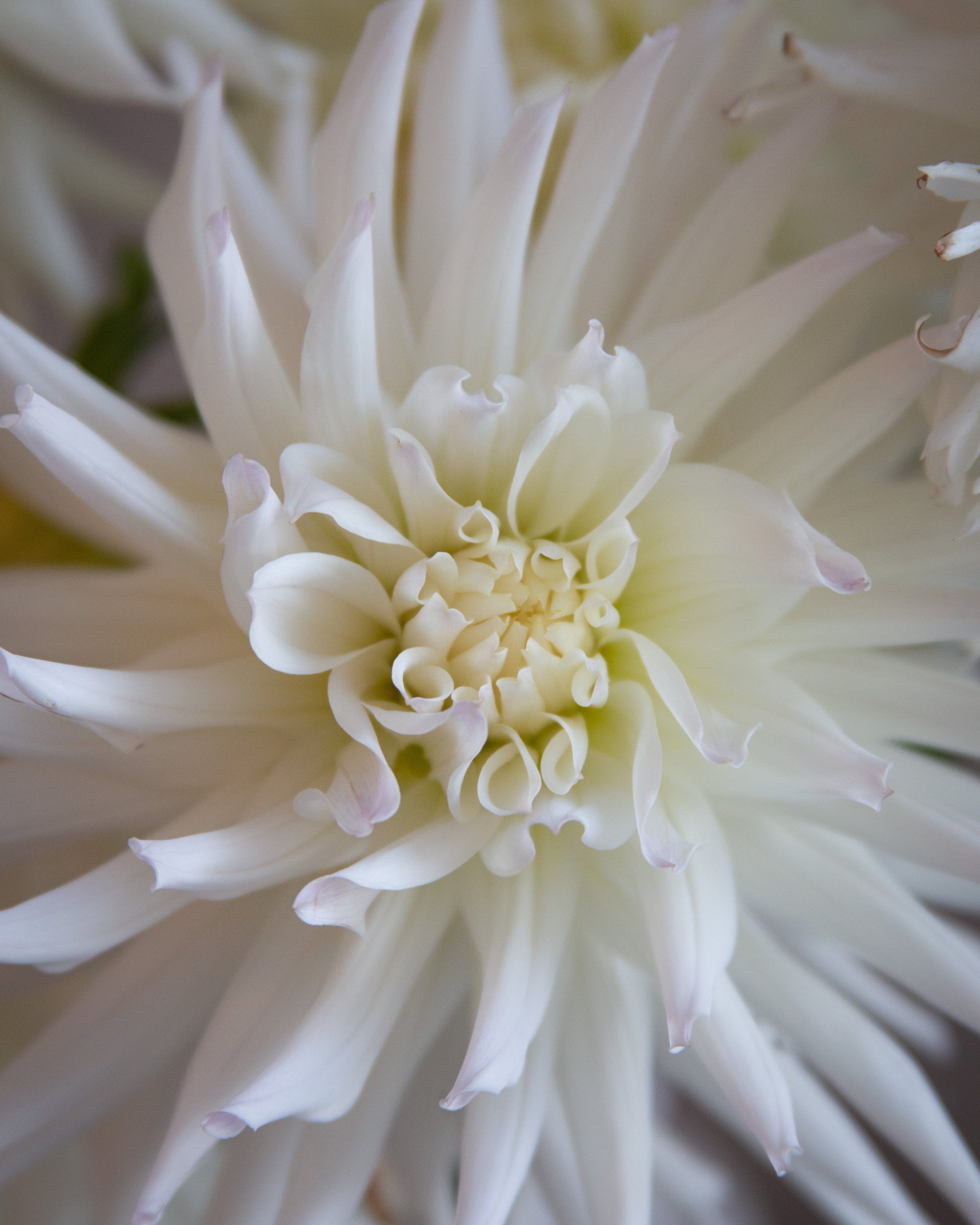 Close-up of a white flower with a soft focus background