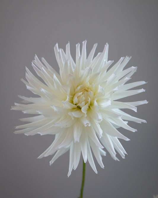 White flower against a gray background