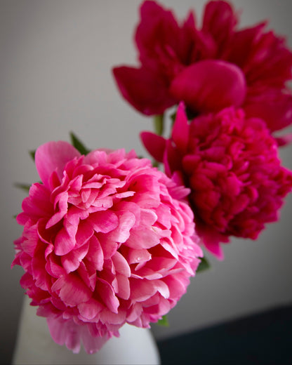 Three vibrant pink and deep magenta Command Performance peony flowers arranged in a white vase against a soft gray background.