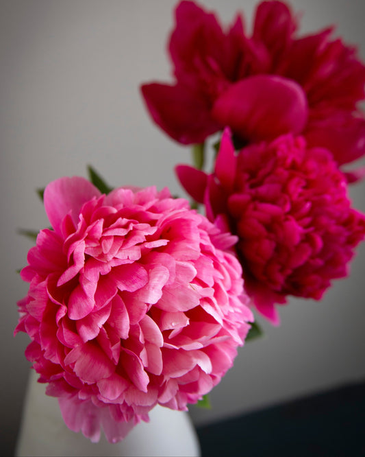 Three vibrant pink and deep magenta Command Performance peony flowers arranged in a white vase against a soft gray background.