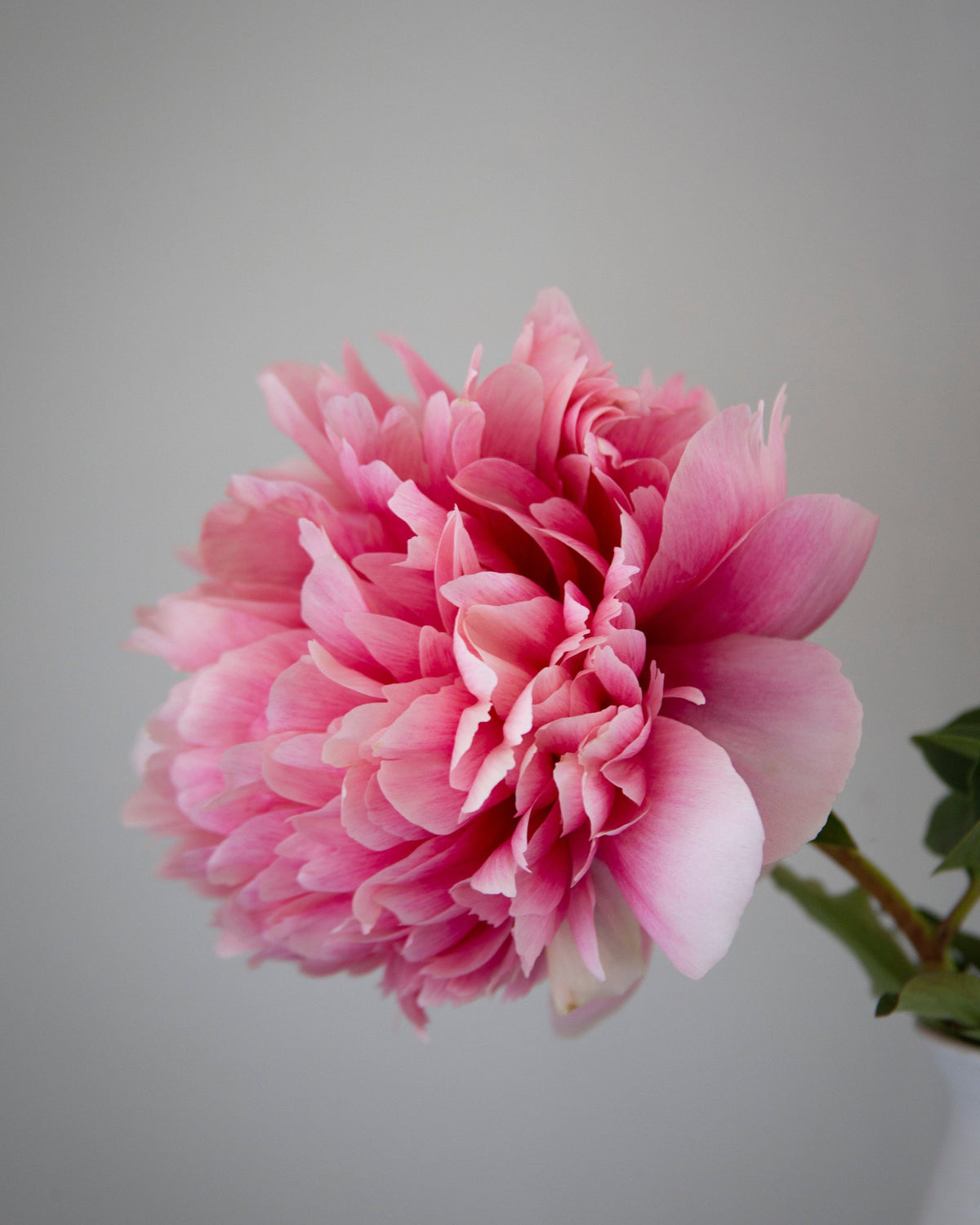 A single blooming pink Command Performance peony flower with layered ruffled petals, attached to a green stem, set against a soft neutral gray background.