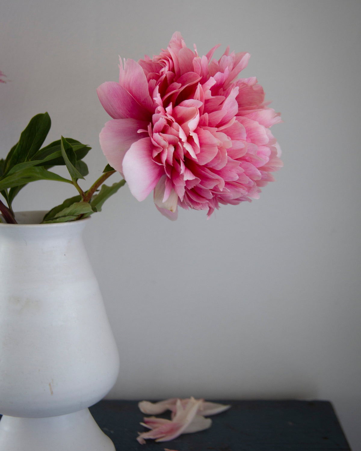 A single large pink Command Performance peony flower with green leaves arranged in a white ceramic vase against a plain light gray wall.