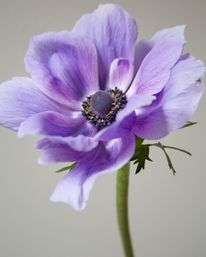 Anemone Azzurro