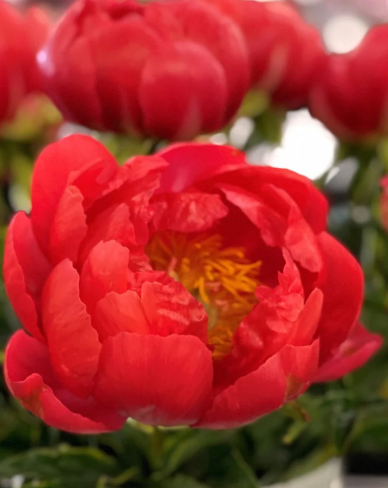 Close-up of a vibrant coral peony flower with a blurred background