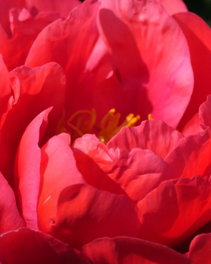 Close-up of a vibrant coral peony flower with a blurred background