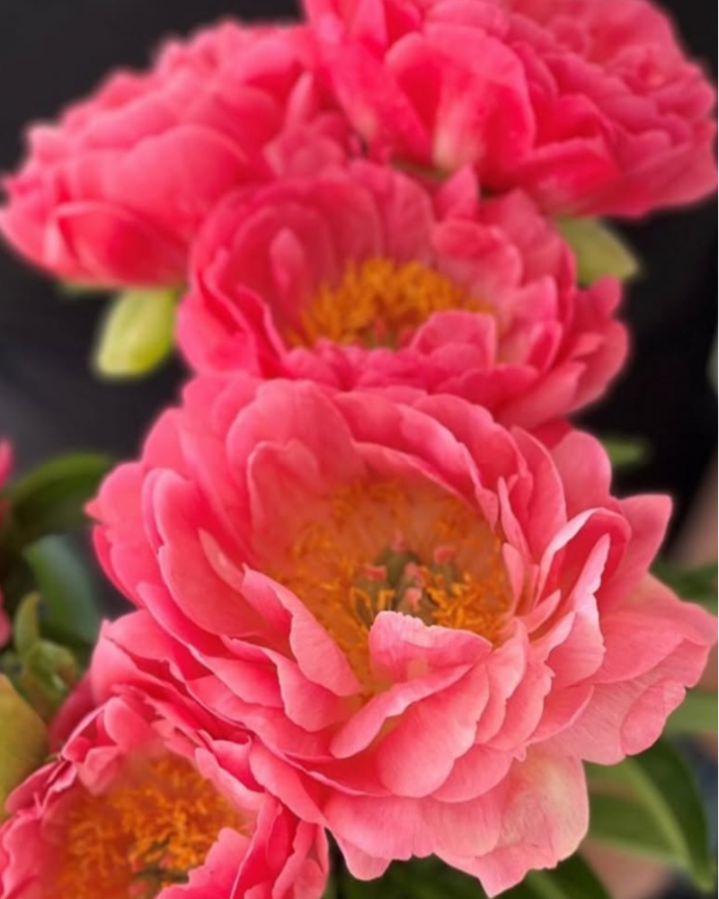 Peony Coral Sunset