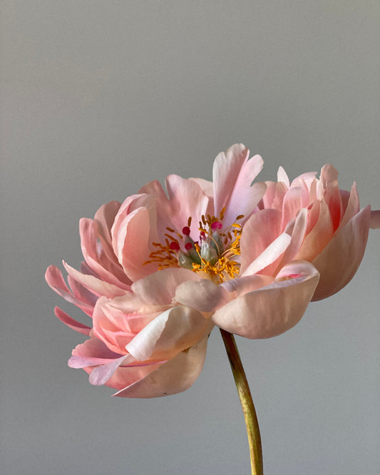 Close-up of a pink peony flower with a gray background