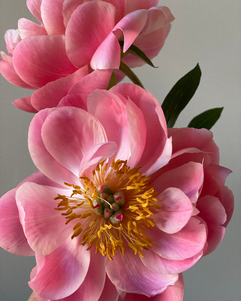 Close-up of a pink flower with a yellow center against a neutral background