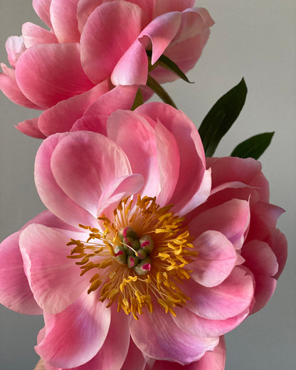 Close-up of a pink flower with a yellow center against a neutral background