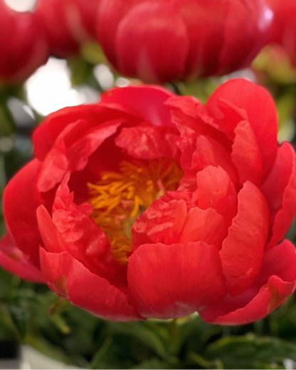 Peony Coral Magic