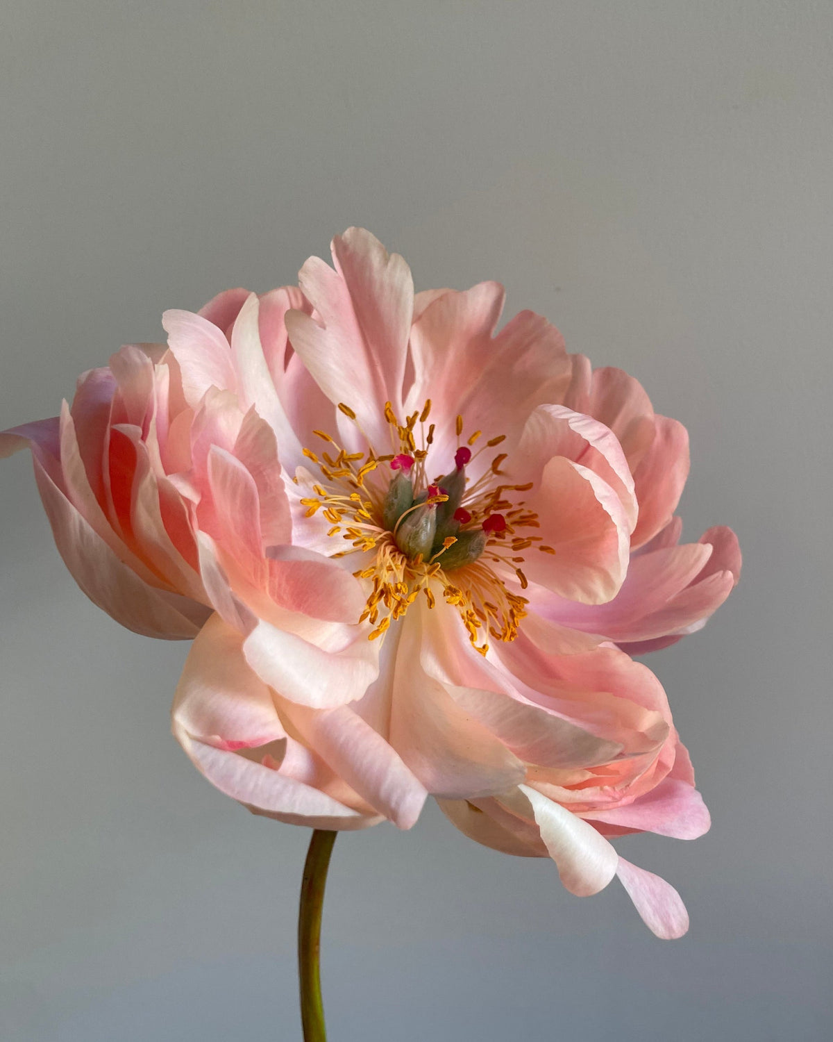 A single pale pink Coral Sunset peony flower with a yellow-orange center and a green stem, photographed against a soft gray background.