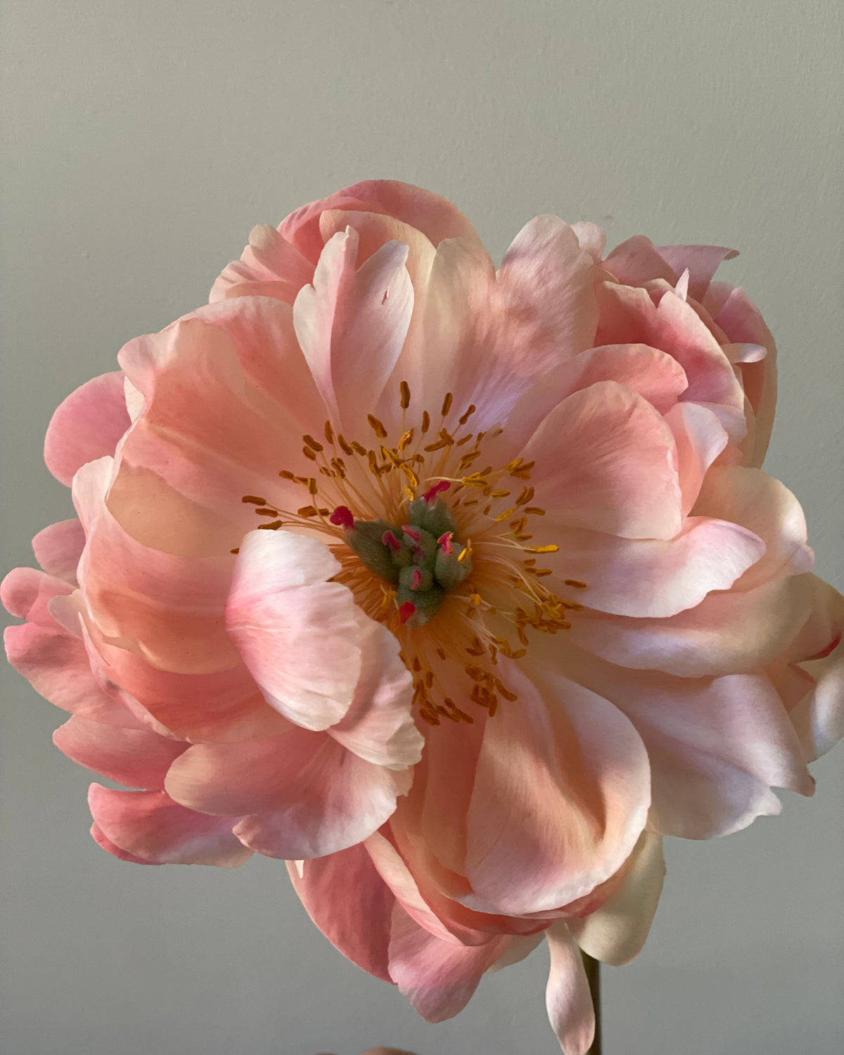 A large pale pink Coral Sunset peony flower with layered ruffled petals and a yellow-orange center, photographed against a plain light gray background. A hand is visible at the bottom holding the stem.