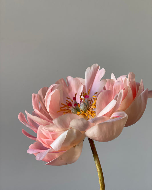 A single pale pink Coral Sunset peony flower with layered ruffled petals, a yellow-orange center, and a green stem against a plain light gray background.