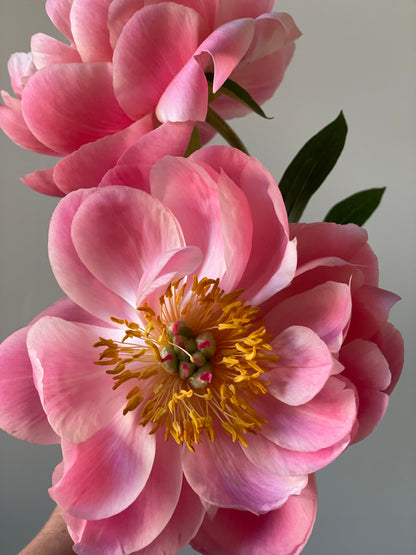 Peony Coral Sunset