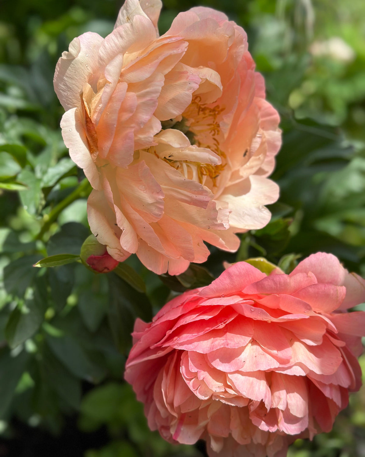 Two peach-pink Coral Sunset peony roses in full bloom with green foliage in the background.
