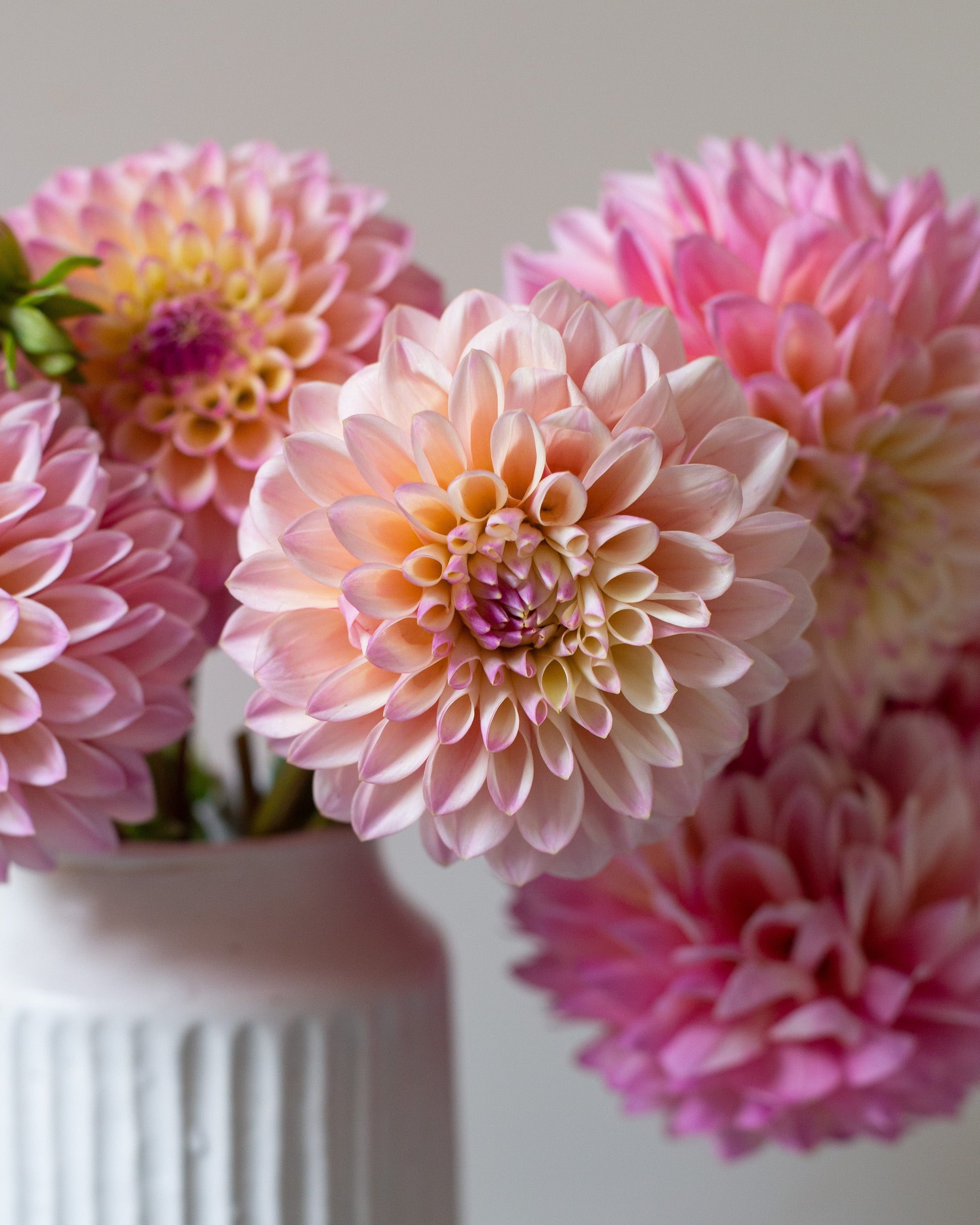White vase with pink and yellow dahlias against a neutral background
