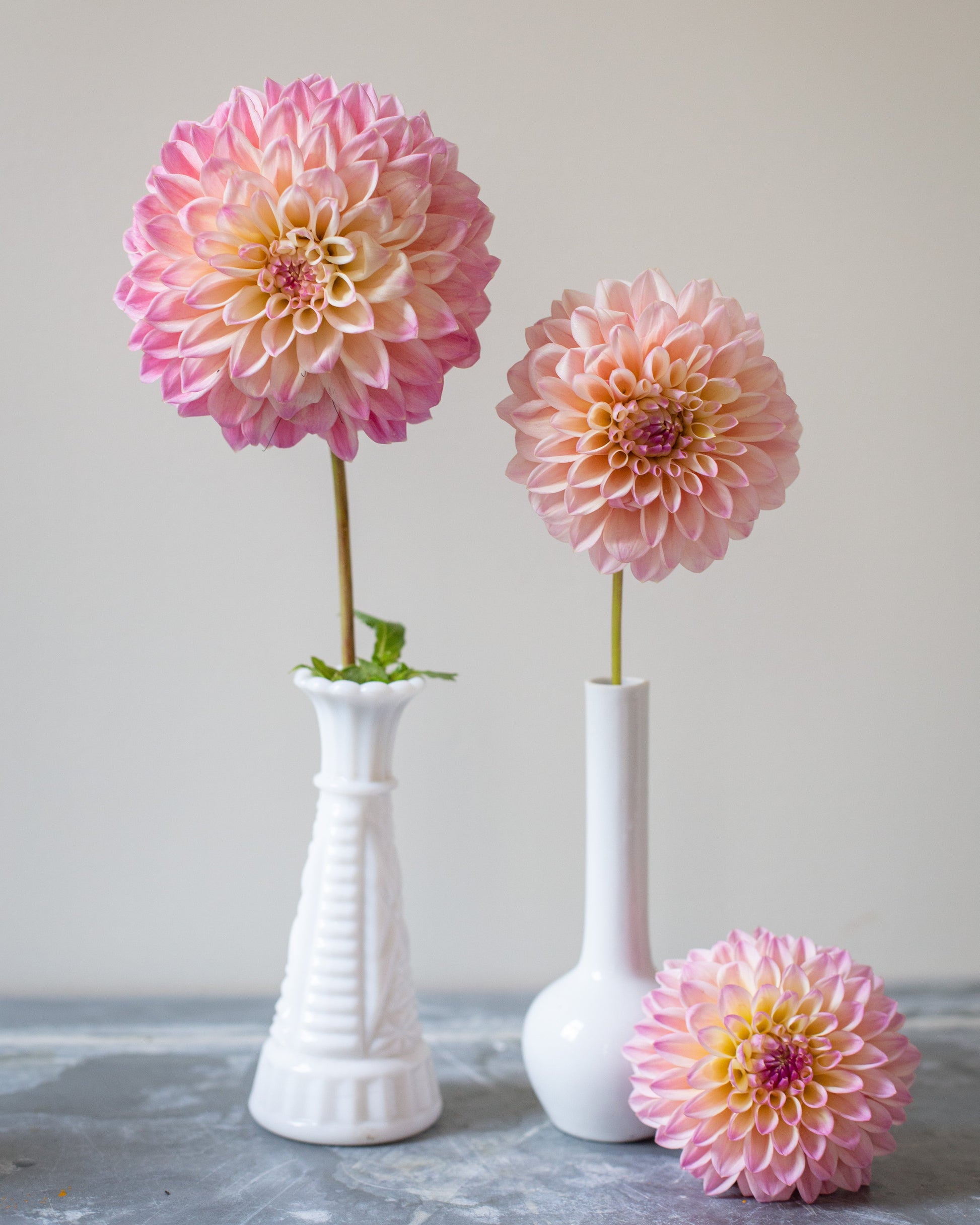 Three pink dahlias in white vases on a gray surface with a light gray background