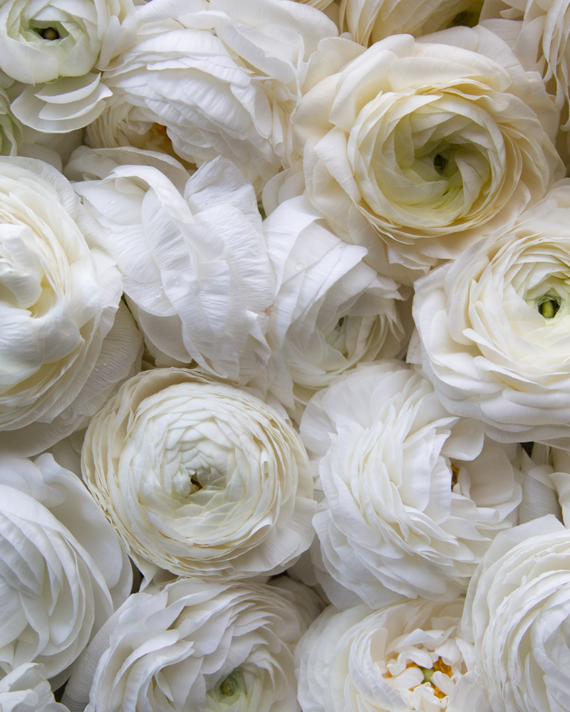 Faded cream Italian ranunculus Cream