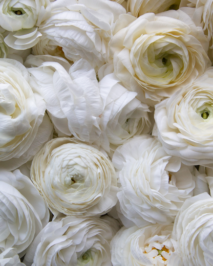 Faded cream Italian ranunculus Cream