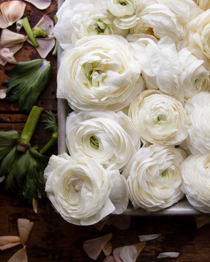 Cream Italian Ranunculus Cream