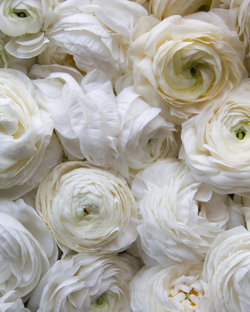 Ranunculus Crema