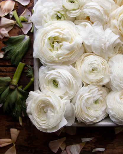 Ranunculus Crema