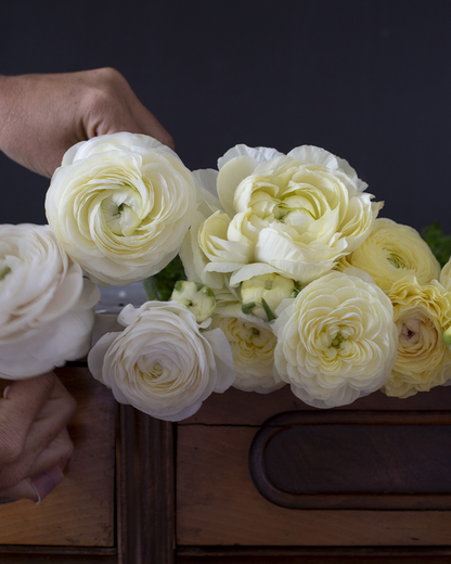 Ranunculus Crema