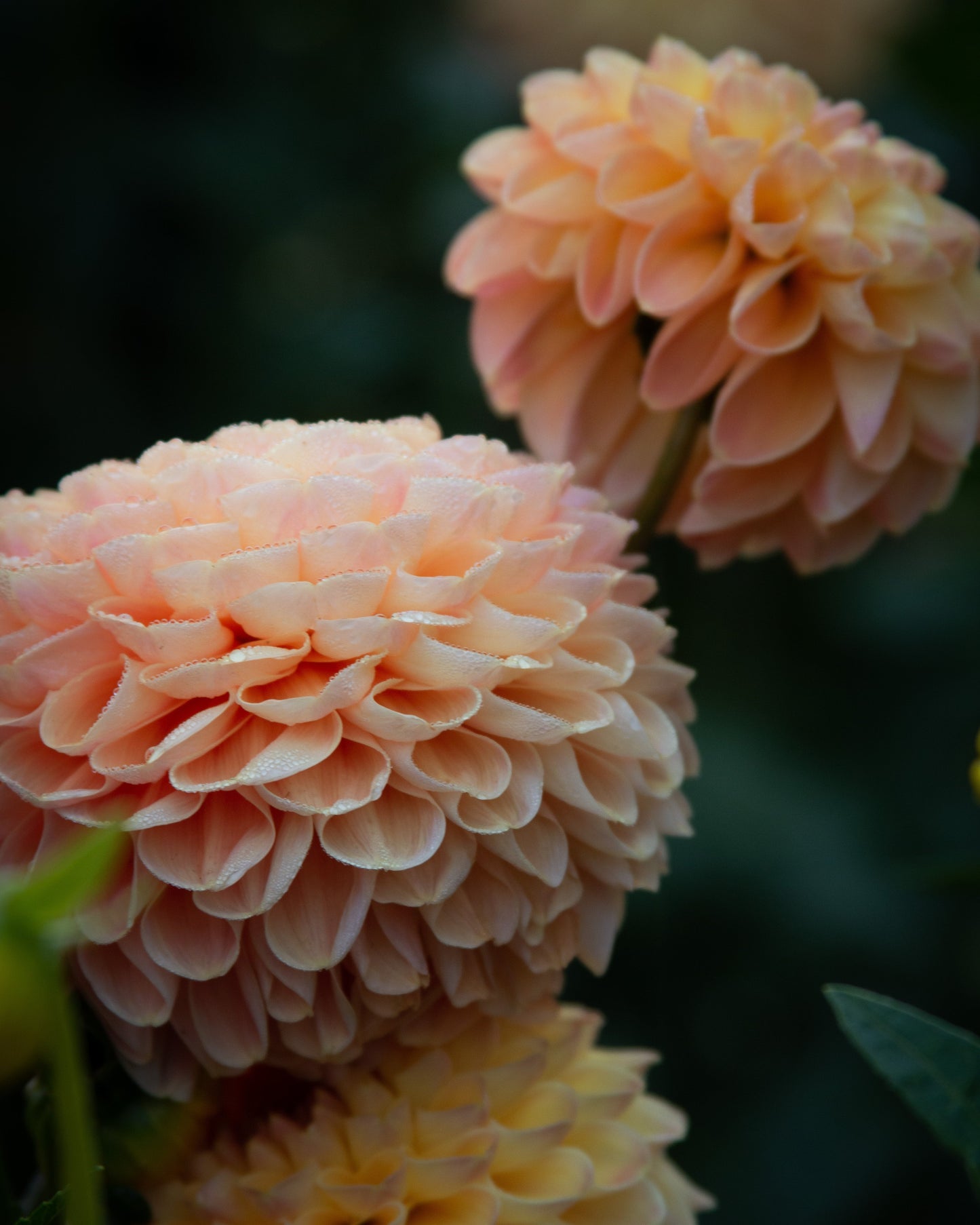 Close-up of peach-colored dahlias with a blurred dark background