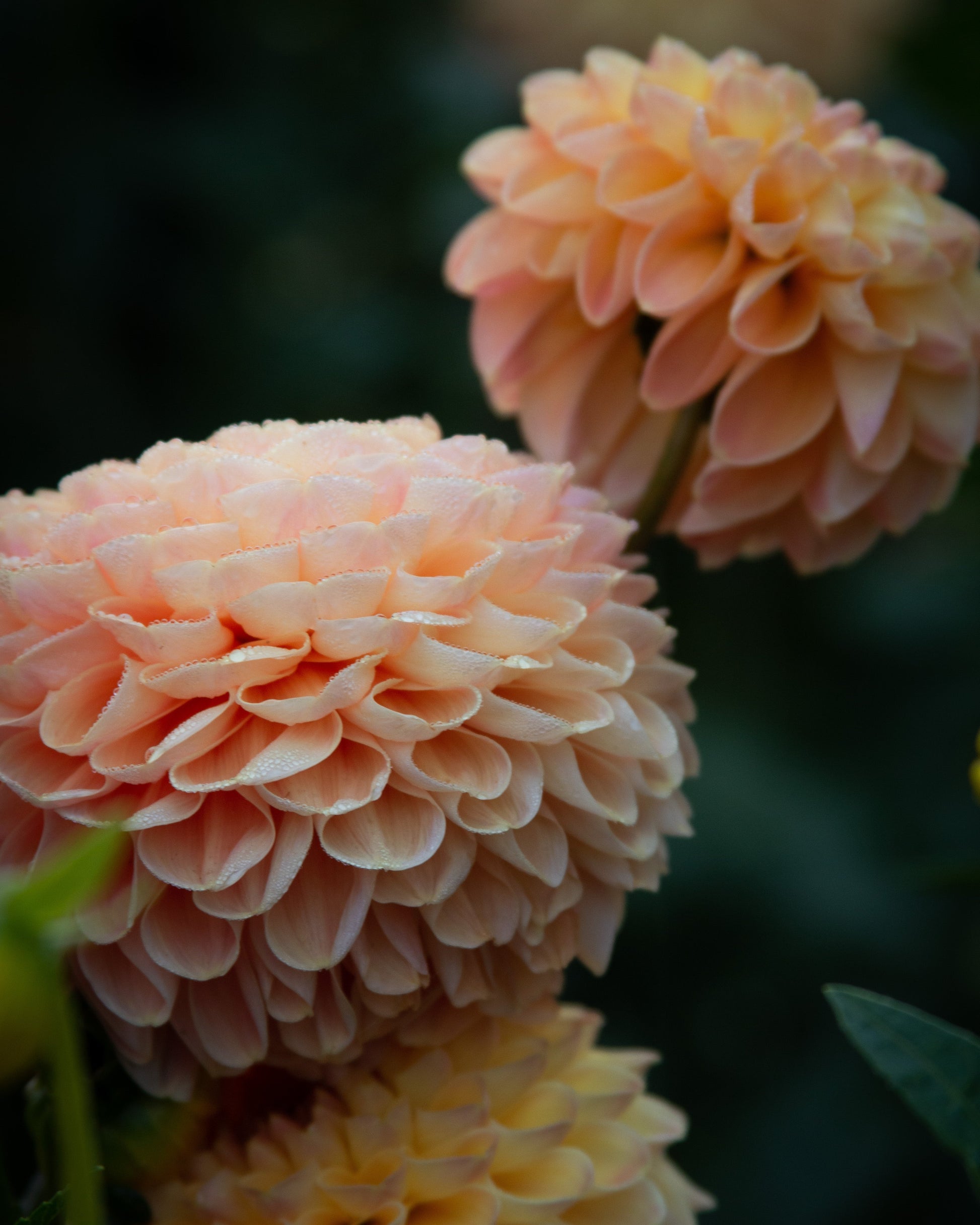 Close-up of peach-colored dahlias with a blurred dark background