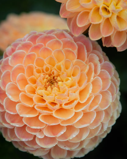 Close-up of a peach-colored flower with a blurred dark background