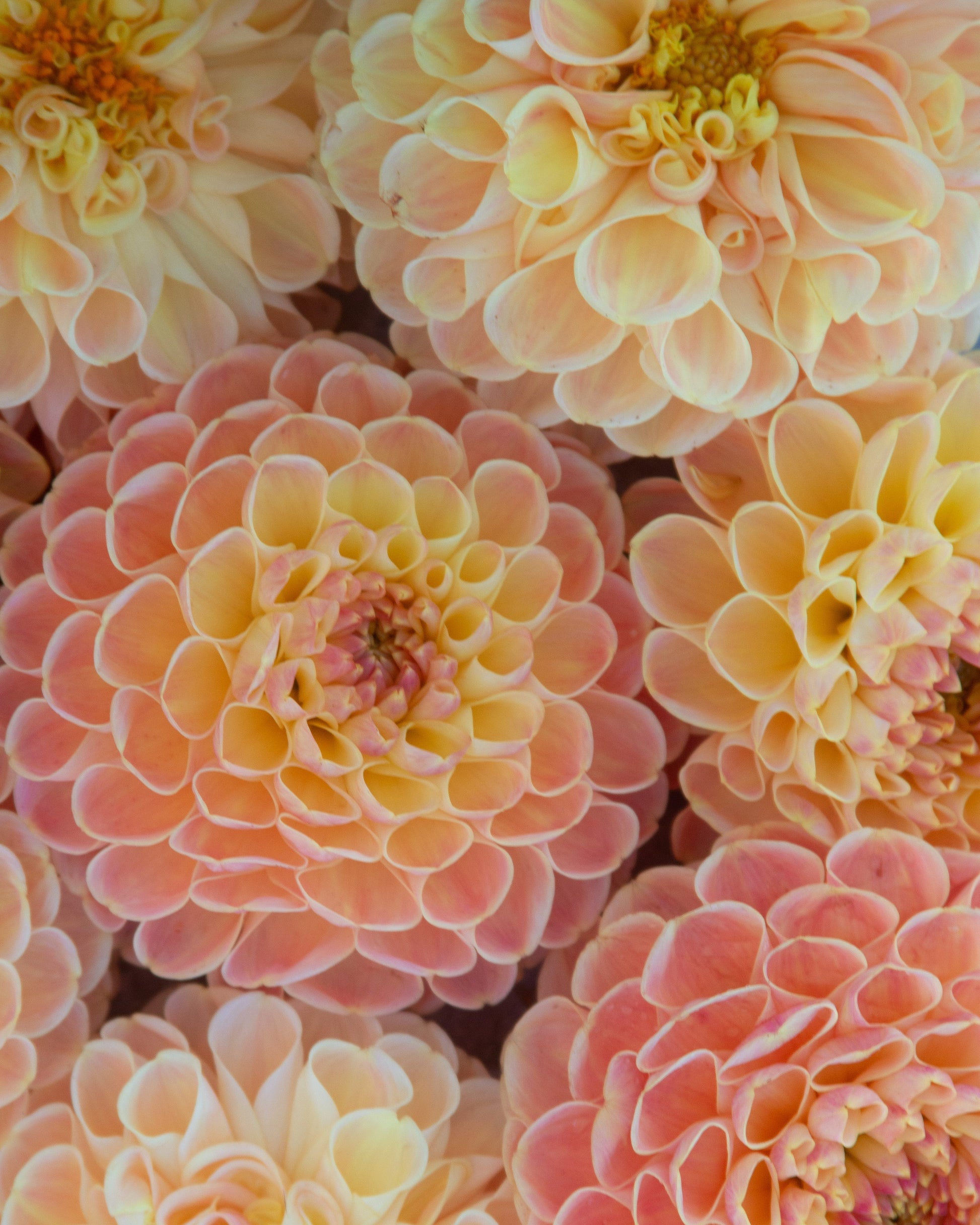Close-up of pink and yellow dahlias with a soft focus background