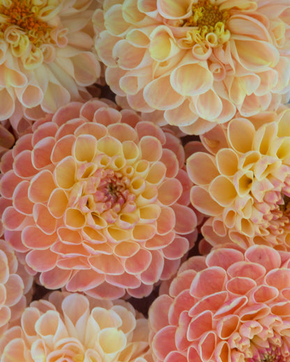 Close-up of pink and yellow dahlias with a soft focus background