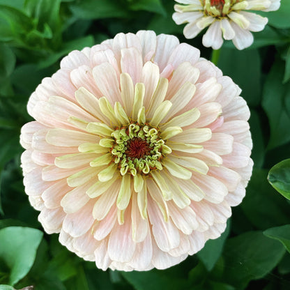 The Dahlia House Mix Zinna Seed