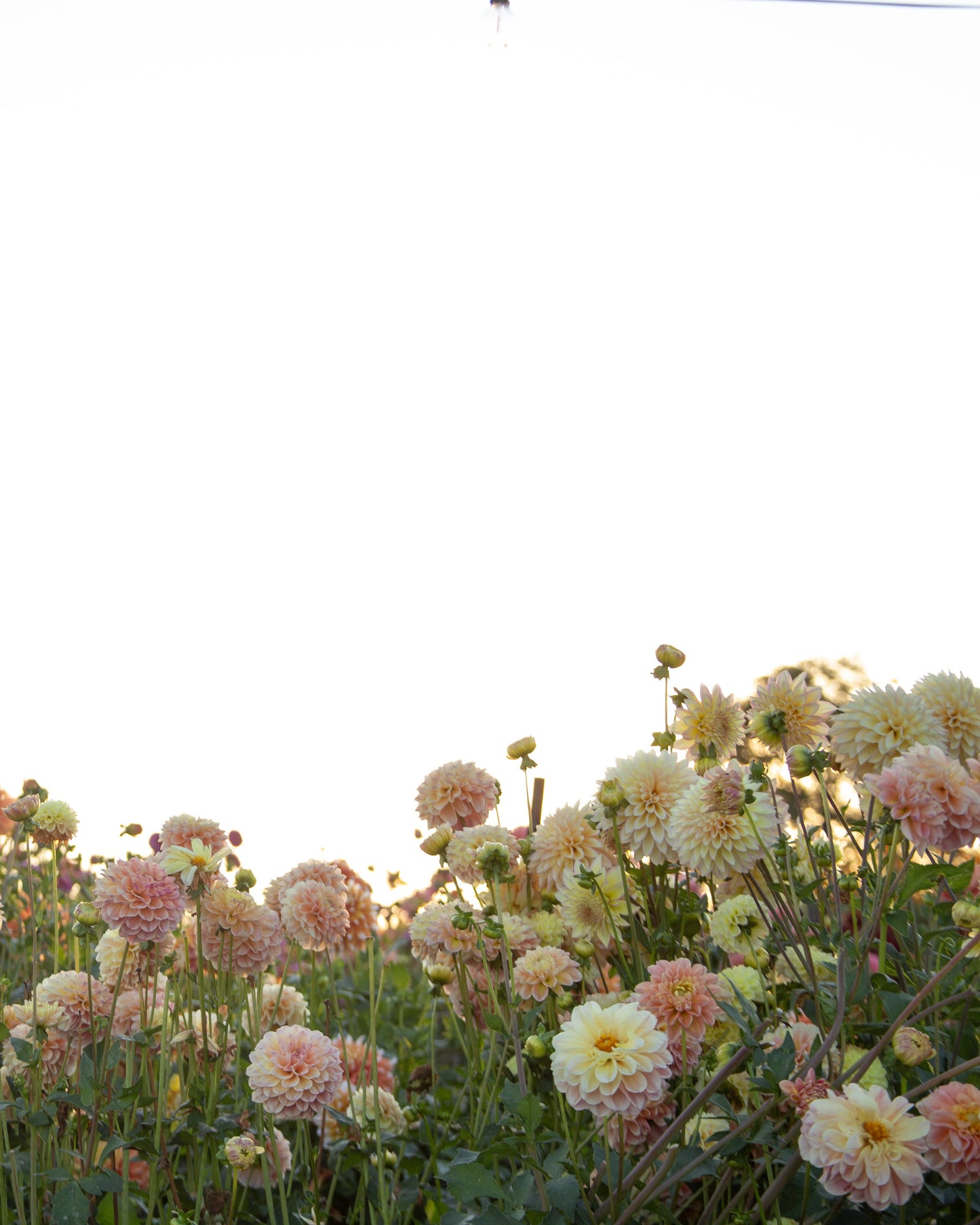 Flower Field Day: SUNDAY 1PM or 3:30PM