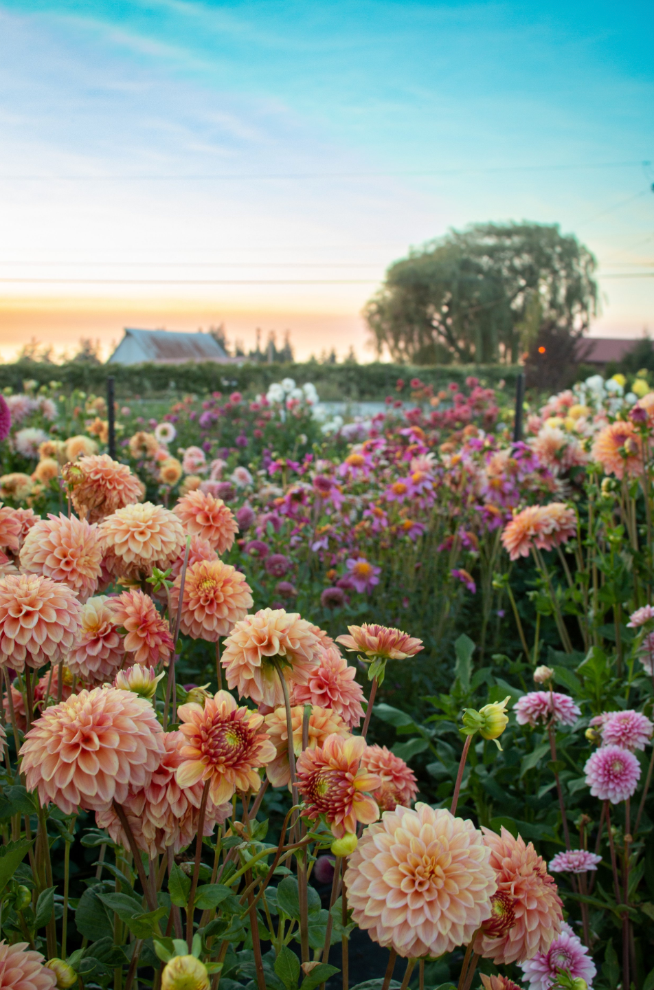 Dahlia Field at sunset in the Skagit Valley