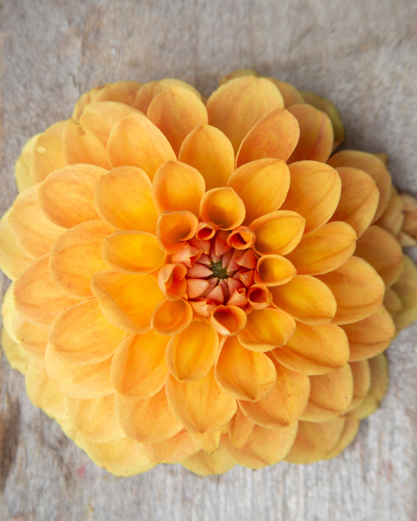 Yellow flower on a wooden surface